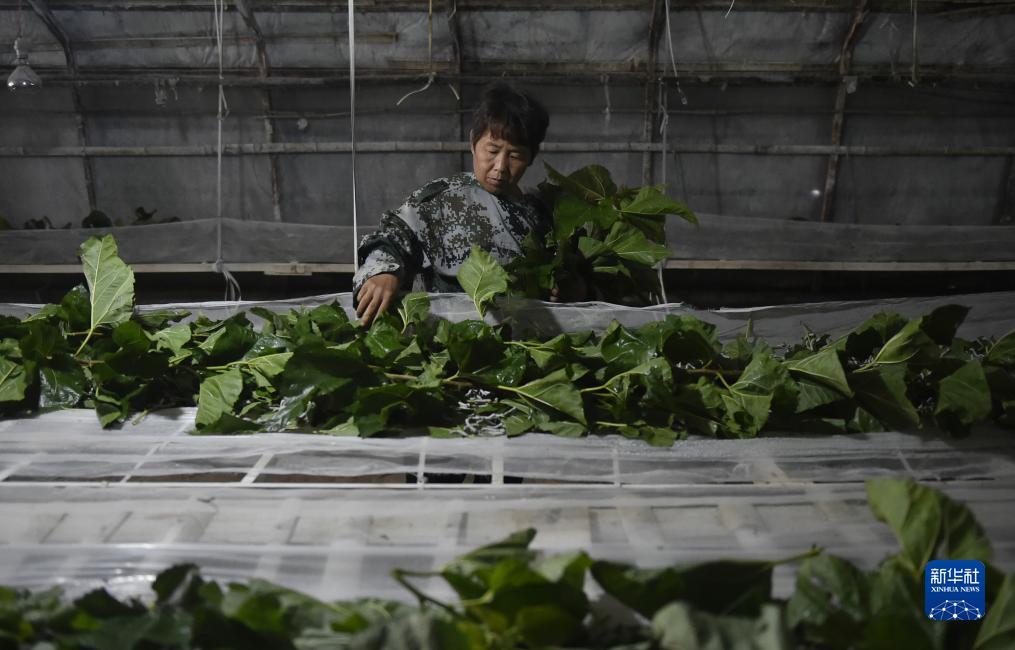 中心正版下载